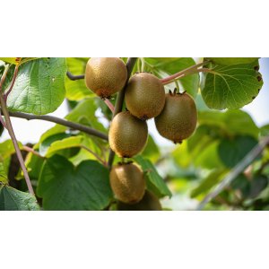 Aktinídia pravá - kiwi (Actinidia deliciosa) ´HAYWARD´ - výška 200 cm, kont. 2x C60L – BRÁNA